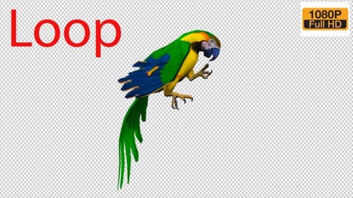 Parrot Circle Fly