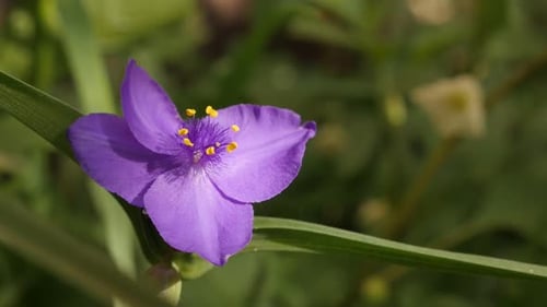 Slow motion spiderwort flower close-up 1920X1080 HD footage - Purple Tradescantia virginiana plant