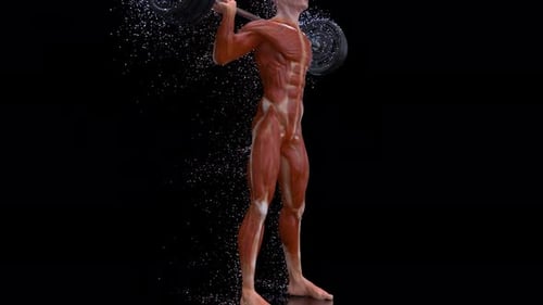 3D Muscle System Man Squats with Barbell Motion Graphic