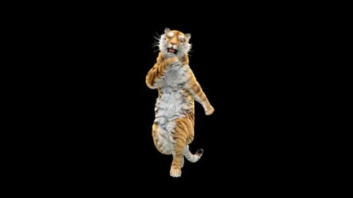 Tiger Dancing HD