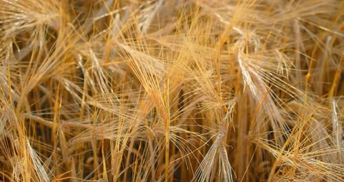 Golden Wheat Field Shimmers in the Sunlight