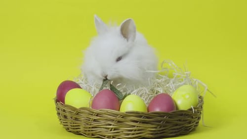 Adorable Rabbit Eating in Easter Basket with Eggs