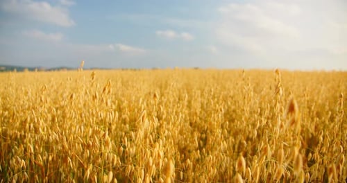 Oat Field Swaying in the Light Wind
