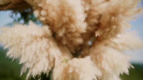 Close Up Pampas Grass