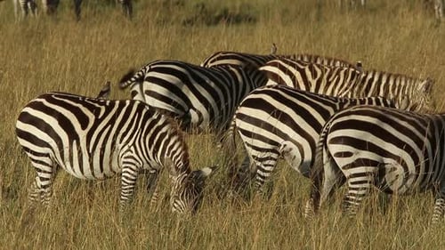 Zebras Grazing Together in Tall Grass