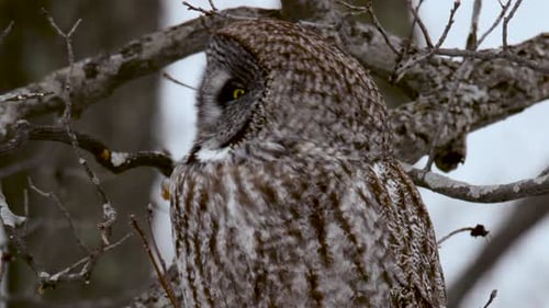 Great Grey Owl on branch turns head back and forth