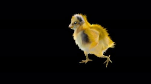 Cute Fluffy 3D Animated Chick Walking on Transparent Background