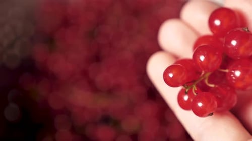 Hand Holding Bunch of Red Currants, Close Up