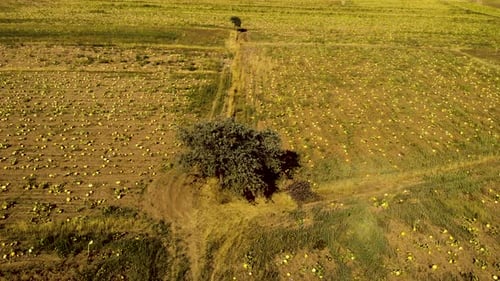 Aerial View of Crop Fields with Lonely Tree