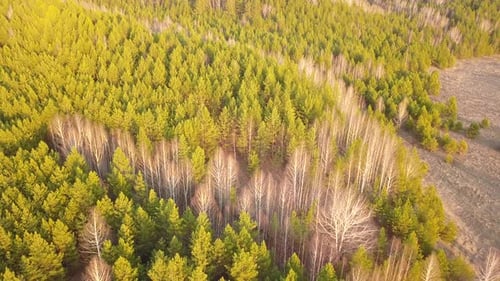 Spring Nature Forest