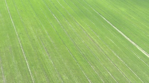 Above the agricultural field with tractor tire marks 4K drone video