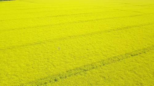 Aerial View of Yellow Canola Field. Blossoming Rapeseed Field with Strips of Bright Yellow Rape