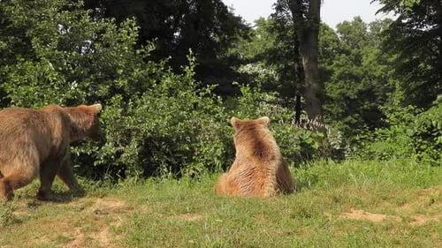 Real Wild Brown Bears In Natural Habitat Among The Trees In The Forest