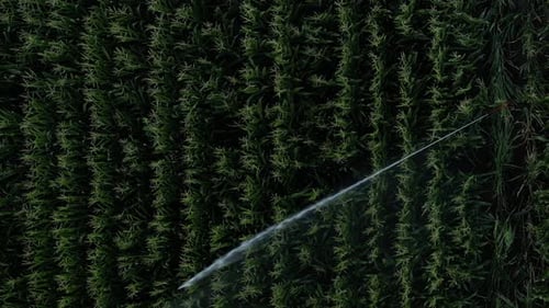 Irrigation System Watering Vibrant Green Cornfield