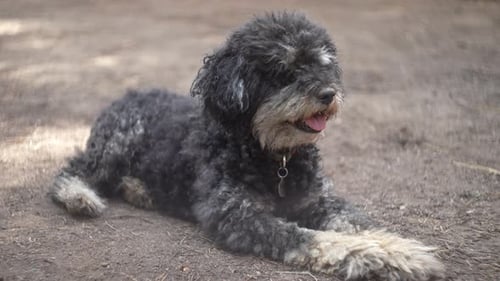 Dog Resting 4K