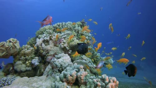 Tropical Underwater Sea Fishes