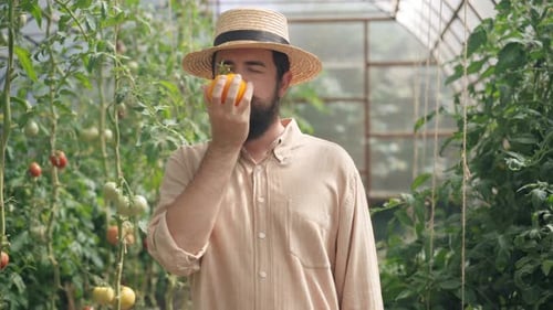Medium Shot Portrait of Happy Male Farmer Smelling Ripe Yellow Tomato Stretching Vegetable Looking