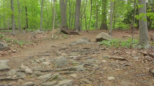 A low angle drone shot along a nature trail, surrounded by green trees on a sunny day. The camera do