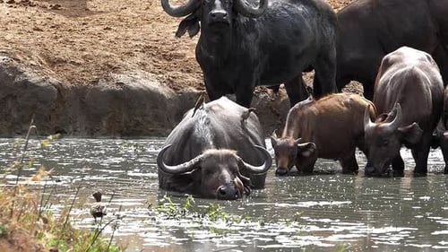 Búfalo africano, syncerus caffer, bebida en grupo en el pozo de agua, hembra y ternera