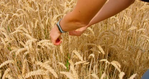 Harvest World Wide Problem