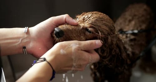 Dog Getting Bathed, Close Up View