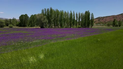 Purple Flower Field