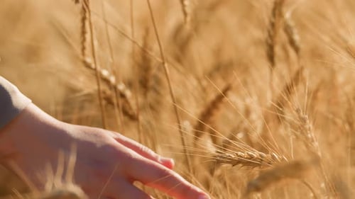 Hand Glides Through Golden Wheat Field