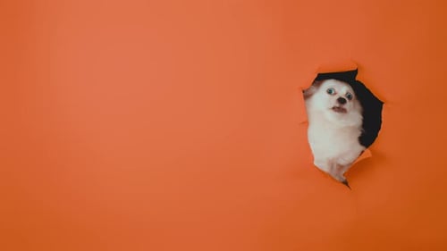 Fluffy White Dog Peeking Out of Hole of Orange Background