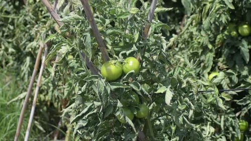 Green Tomatoes Grown in a Orchard