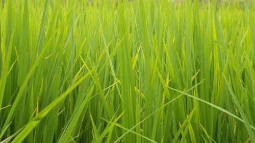 Rice Field