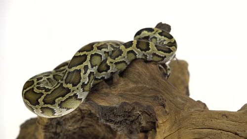 Granit Python birman ou Python Molurus Bivittatus sur un accroc en bois isolé sur fond blanc