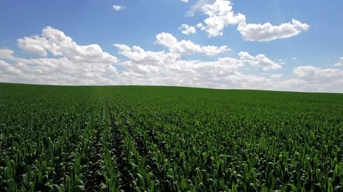 Crop