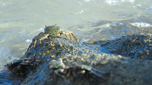 Crabes sur le rocher à la plage