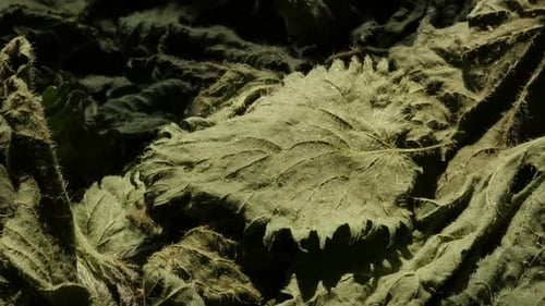 L'ortie commune Urtica dioica laisse des images 4K