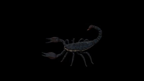 Realistic 3D Scorpion Walking Animation