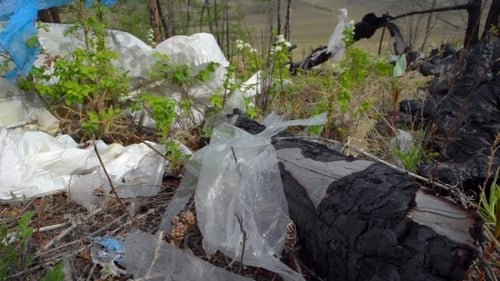 Garbage Dump in the Forest, Environmental Pollution, Forest, Trees.