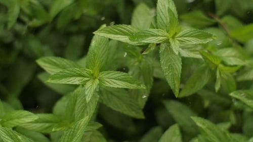 Gouttes d'eau qui coulent sur une plante