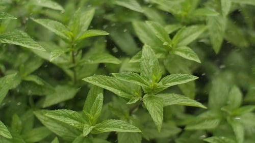 Herbe de menthe fraîche sous la pluie