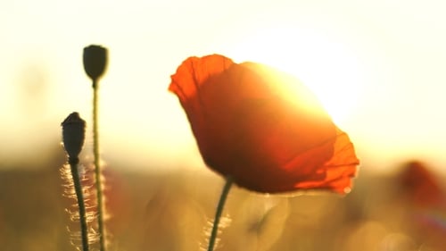 Poppy Flower Swaying in Wind