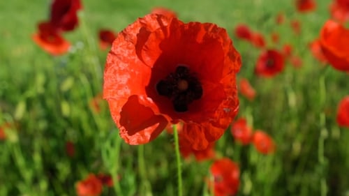 Mohnblumen