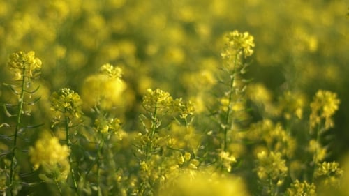 Luminous Yellow Flowers Swaying in a Rural Field