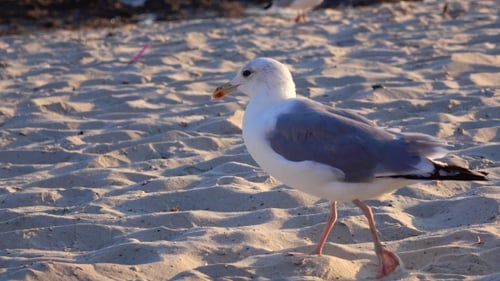 Seagull Wandering on Sandy Beach at Golden Hour