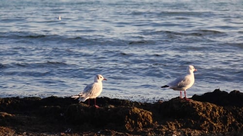 Two Seagulls Stand on the Seashore and Look Down, Enjoy Nature