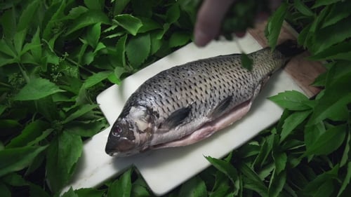 Le poisson carpe cru se trouve sur le plateau dans les greens à l'extérieur, repas avec du poisson, plat de fruits de mer, rôti et