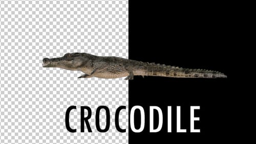 Crocodile - Alligator Walk Animation