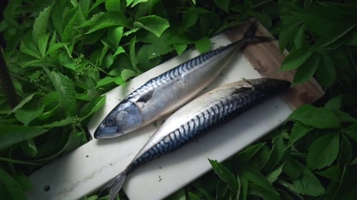 Le poisson Scomber cru se trouve sur le plateau dans les greens à l'extérieur, repas avec du poisson, plat de fruits de mer, rôti et