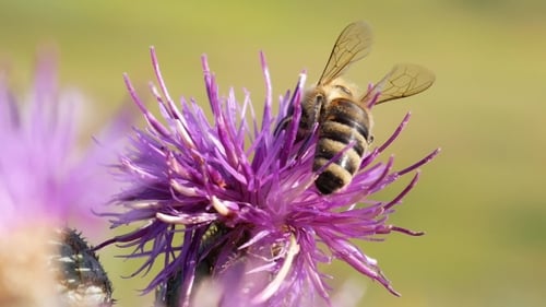 Fuzzy Bee on Vibrant Purple Flower