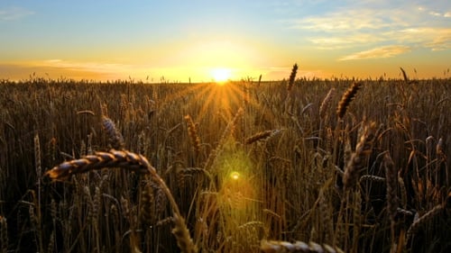 Golden Wheat Field at Colorful Sunrise