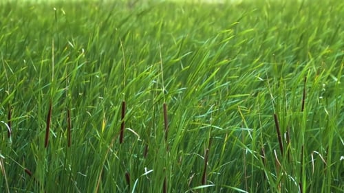 Tall Green Grass Swaying in a Meadow