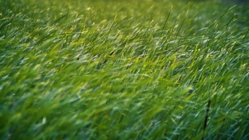 Green Grass Blowing in the Wind
